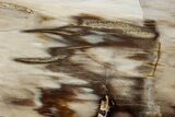 Polished Petrified Wood (Bald Cypress?) Slab - Washington #308397-1